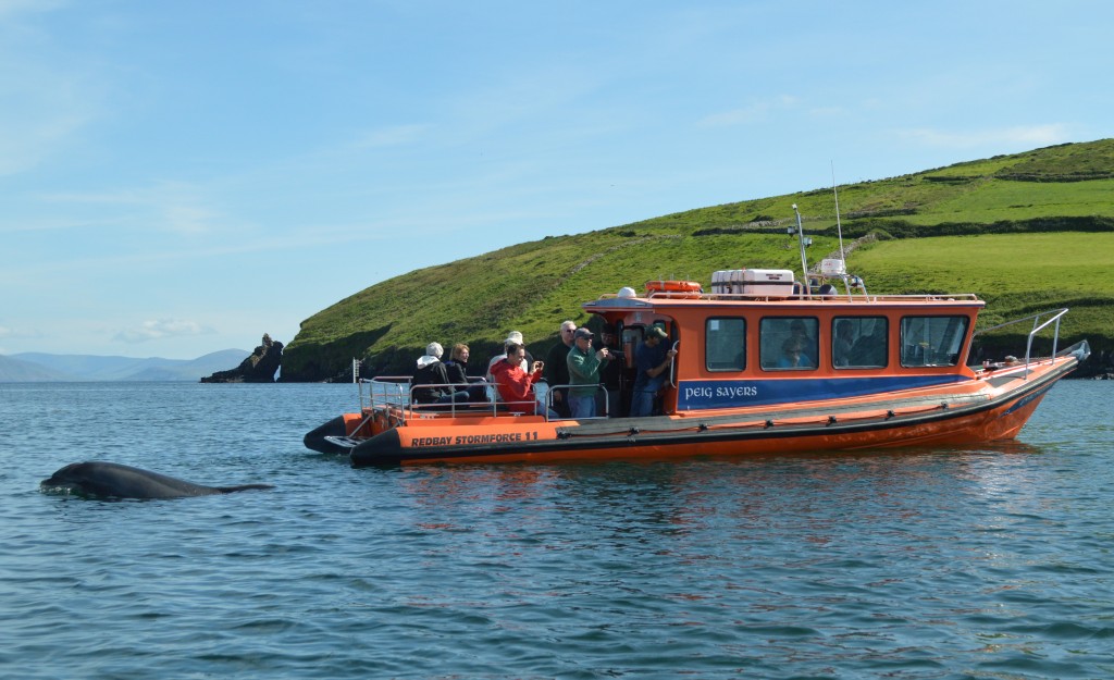 Things to Do in Dingle: The Great Blasket Island Experience