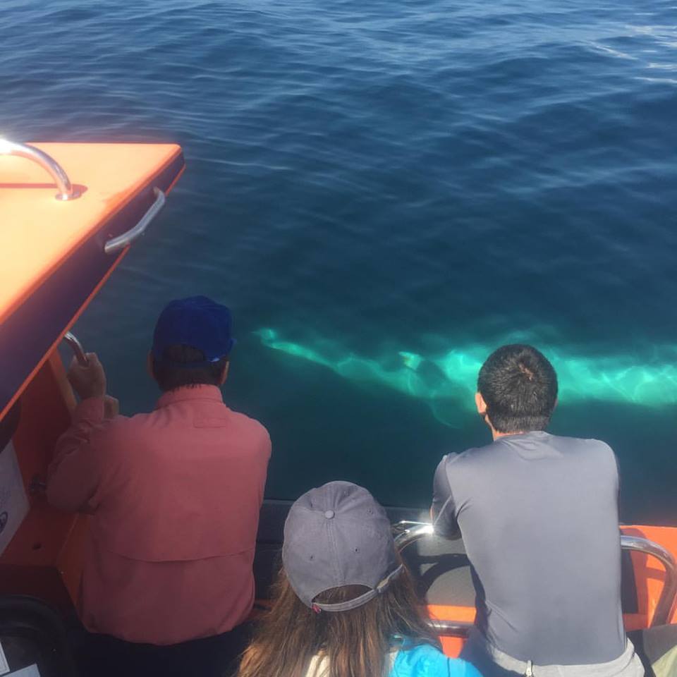 Passengers enjoying close up performance of a Minke Whale swimming alongside the Peig Sayers