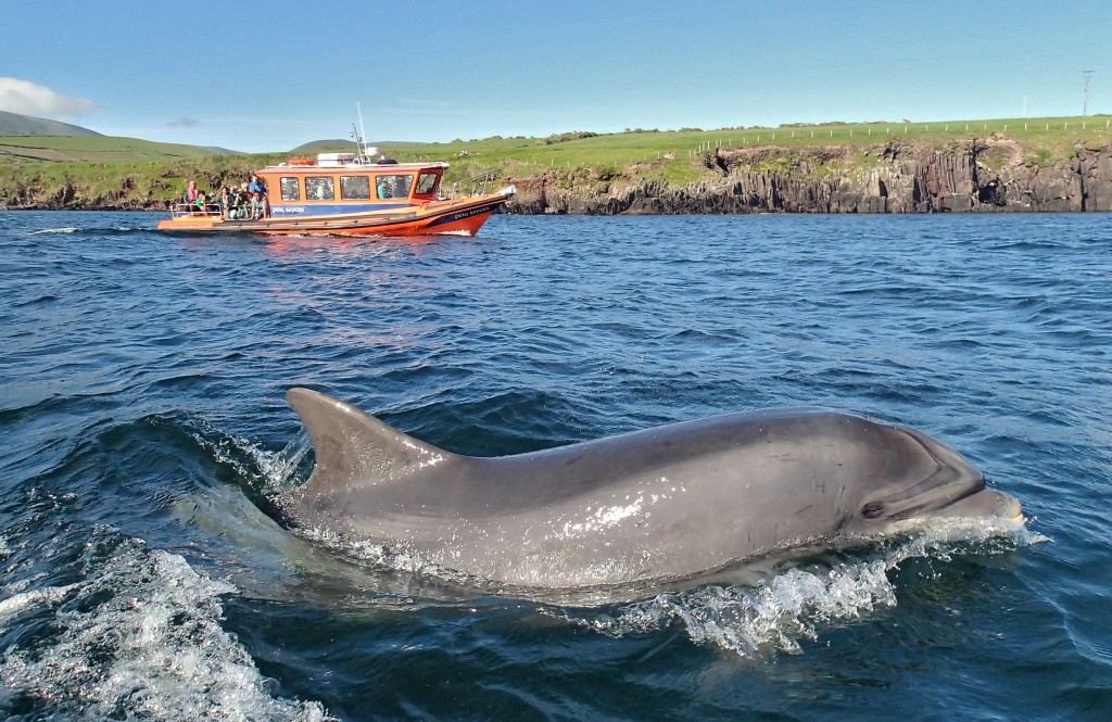 Fungie the Dingle dolphin along side Peig Sayers.