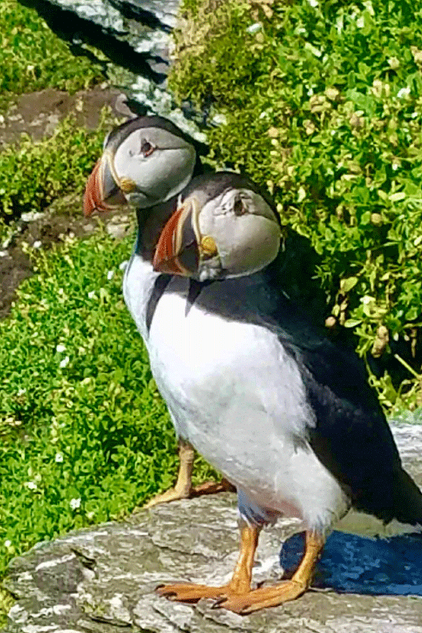 2 Puffins