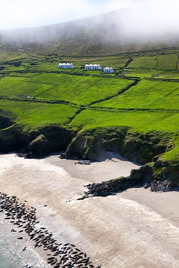 600x900 0008 Seals on beach