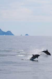600x900 0019 dolphin an tiaracht Wildlife boat tour in Dingle spotting dolphins