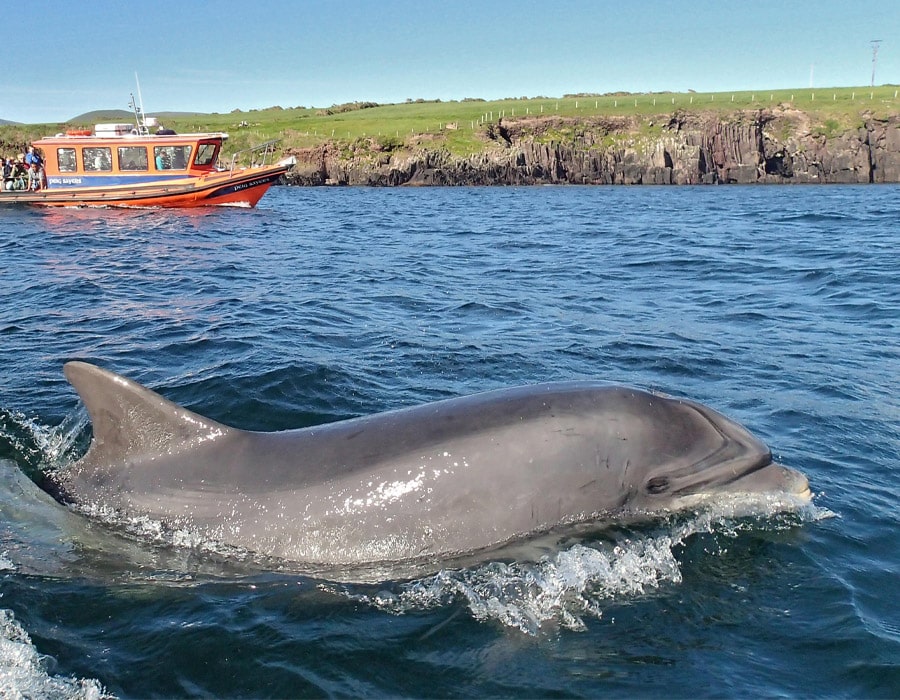 900x700 Bottlenose Dolphin