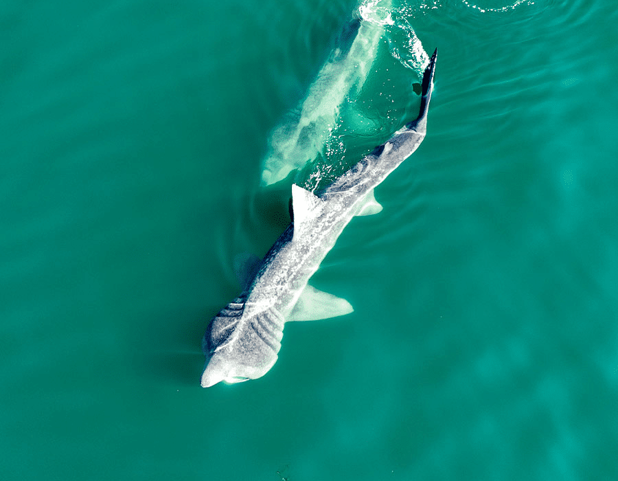 900x700 0002 Basking Sharks