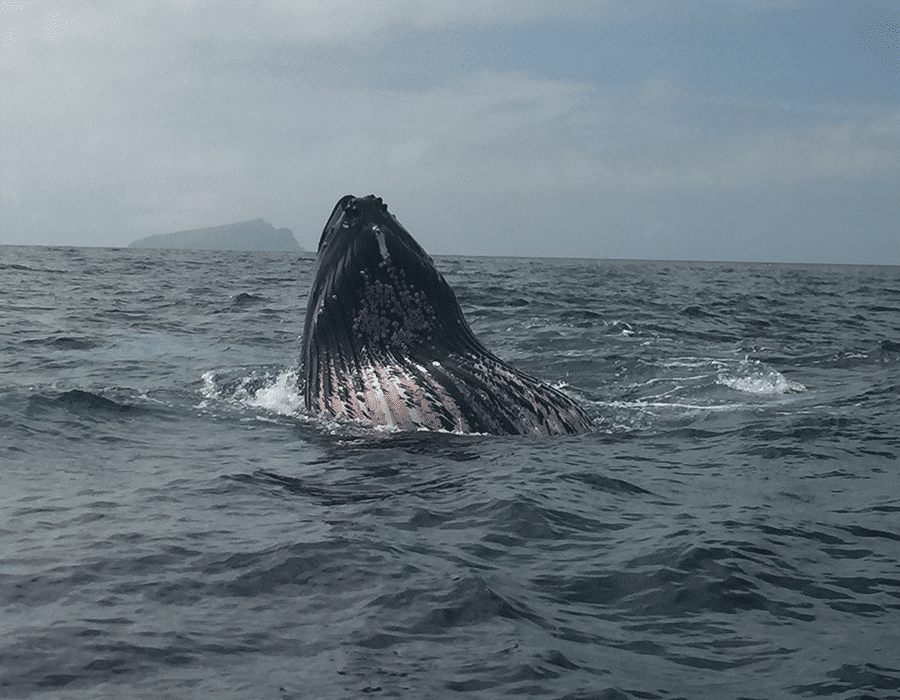 900x700 0003 humpback