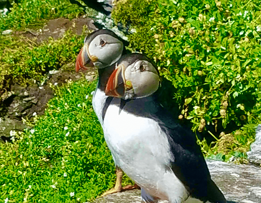 900x700 0004 puffin x 2