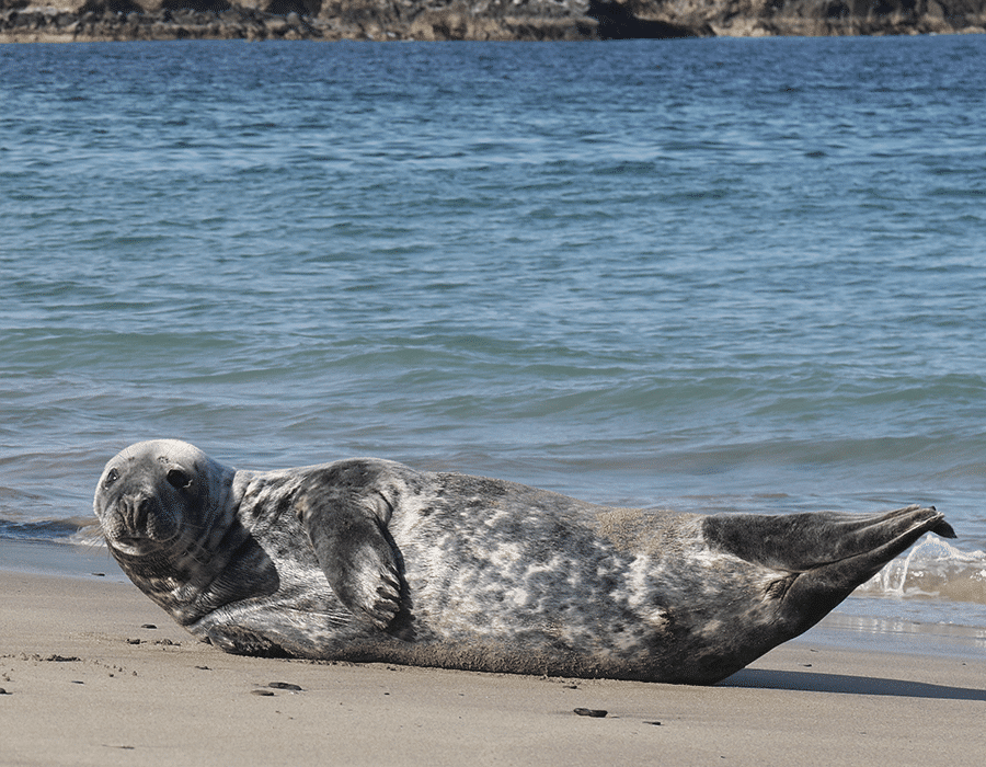 900x700 0008 Grey Seal