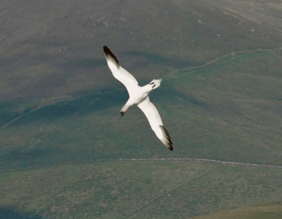 900x700 0009 Gannet