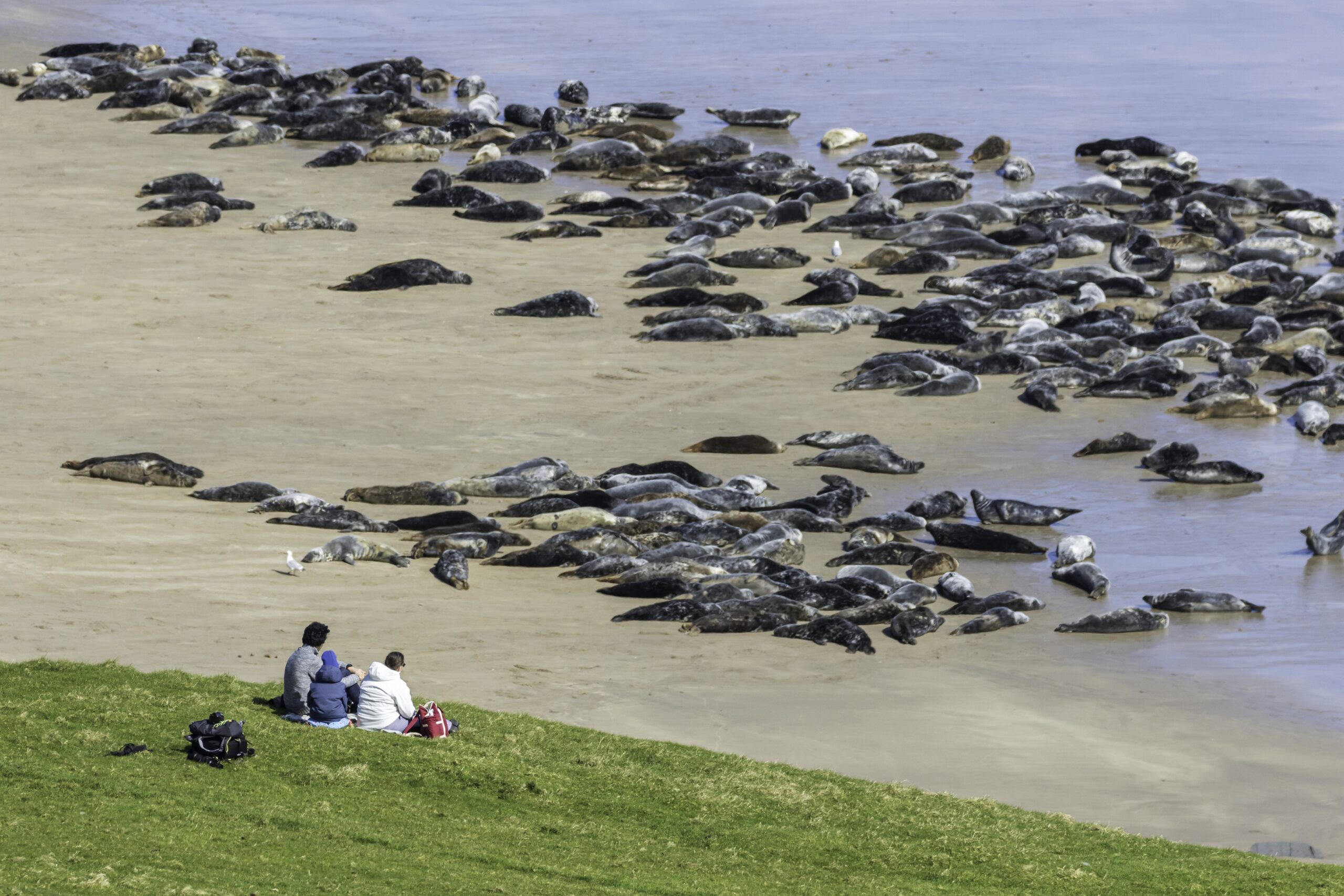 Seal watching on the Great Blasket Island